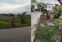 SDABMBK Medan Tanam Kembali Pohon Trembesi di Jalan Abdul Sani Muthalib Terjun