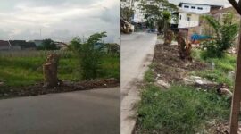 SDABMBK Medan Tanam Kembali Pohon Trembesi di Jalan Abdul Sani Muthalib Terjun