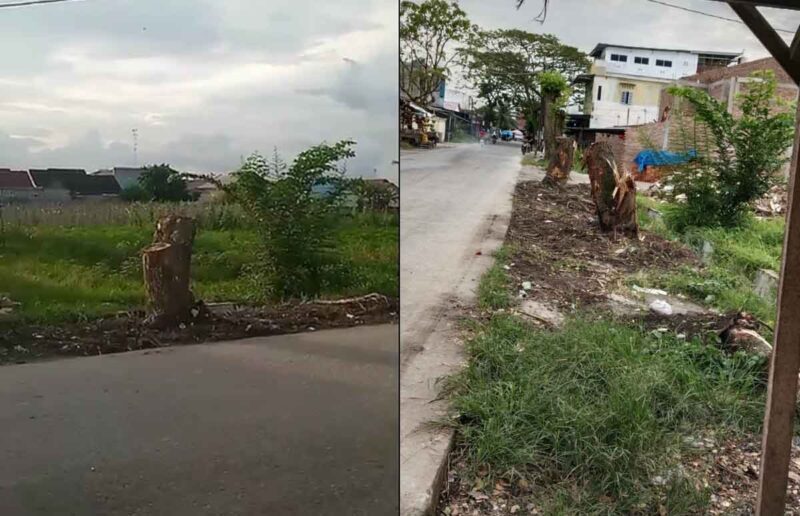 SDABMBK Medan Tanam Kembali Pohon Trembesi di Jalan Abdul Sani Muthalib Terjun